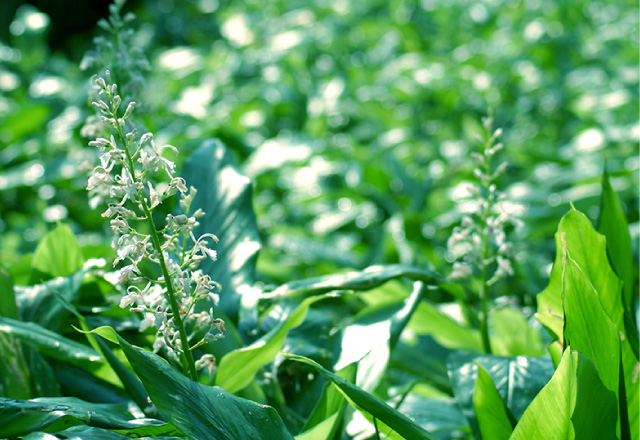 アルファピニ28 美容液クレンジング